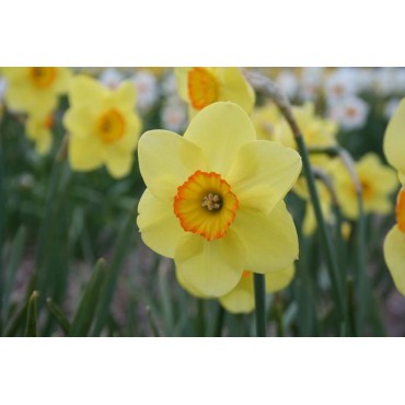 Narcissus 'Badbury Ring'