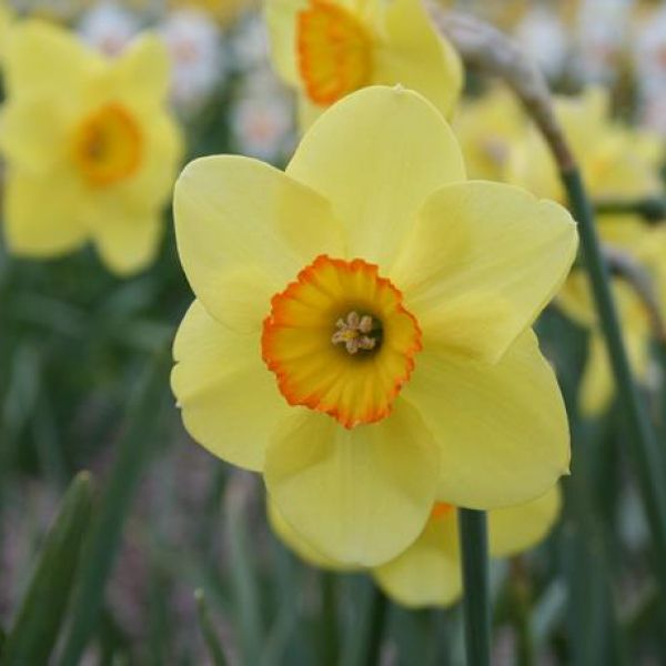 Narcissus 'Badbury Ring'