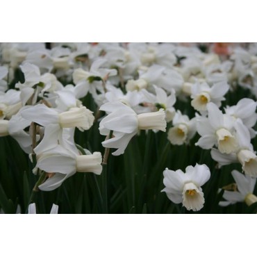 Narcissus 'Emcys'