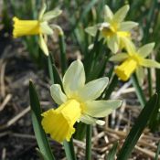 Narcissus 'February Silver'