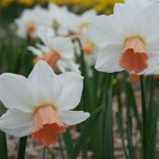 Narcissus 'Cha Cha'