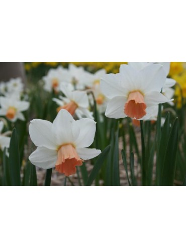 Narcissus 'Cha Cha'