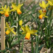 Narcissus 'Satellite'