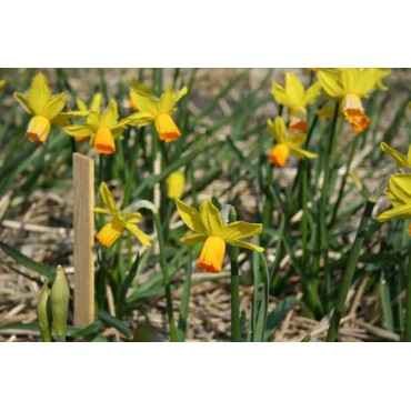 Narcissus 'Satellite'