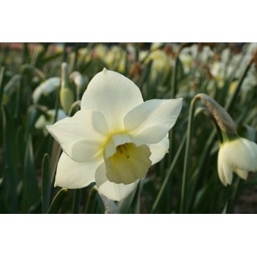 Narcissus 'Sextant'