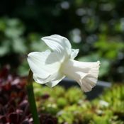 Narcissus 'Mary Lou'