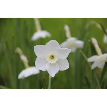 Narcissus 'Dainty Miss'