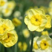 Narcissus 'Little Sentry'