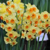 Narcissus 'Castanets'