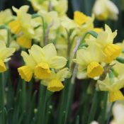 Narcis 'Cornish Chuckles'