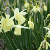 Narcissus 'Lemon Heart'