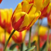 Tulipa 'Mis Ellen Moore'