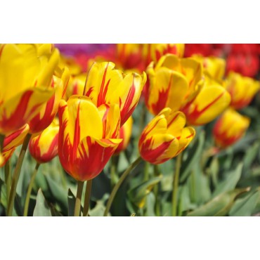 Tulipa 'Mis Ellen Moore'