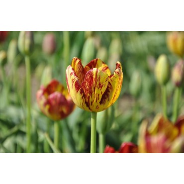 Tulipa 'Royal Souvereign