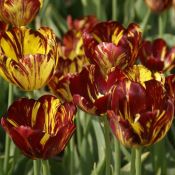 Tulipa 'Royal Souvereign