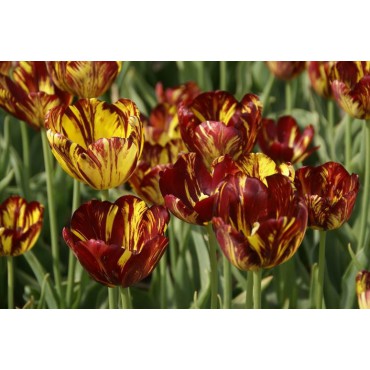 Tulipa 'Royal Souvereign