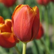 Tulipa 'Maryland'