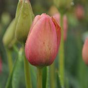 Tulipa 'Mrs. Harold I Pratt'