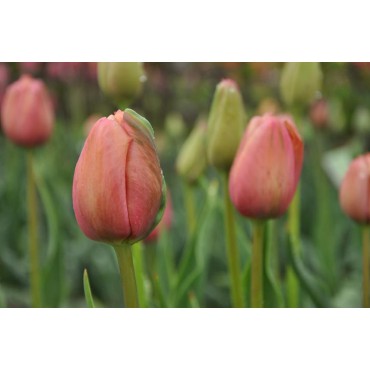 Tulipa 'Mrs. Harold I Pratt'