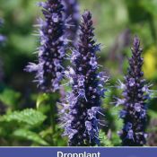 Agastache hybrida 'Astello Indigo'