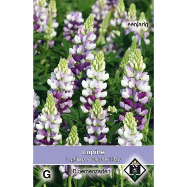 Lupinus hartwegii 'Avelune Lilac'