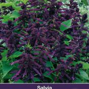 Salvia splendens 'Lighthouse Purple'