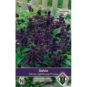 Salvia splendens 'Lighthouse Purple'