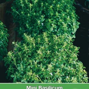 Mini Basilicum, Ocimum basilicum 'Pistou'