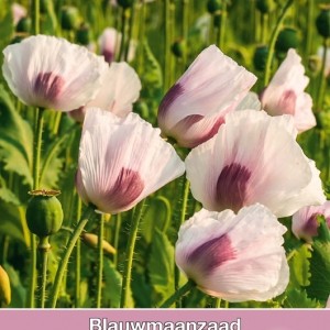 Blauwmaanzaad, Papaver somniferum