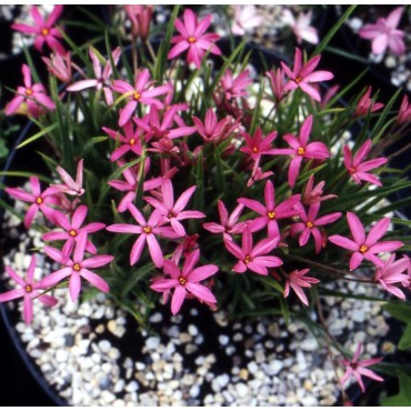 Rhodoxis 'Otterlo Ruby'