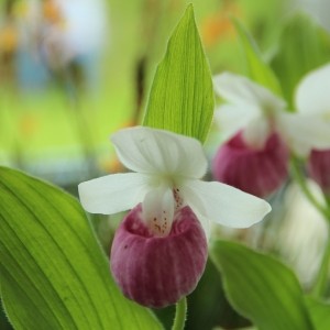 Cypripedium reginae