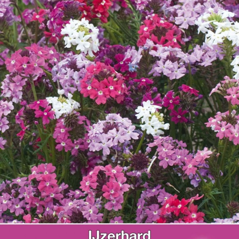 Verbena tenuisecta 'Desert Jewels'