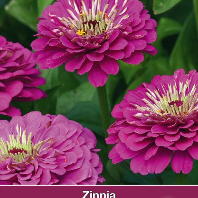 Zinnia elegans 'Purple Prince'