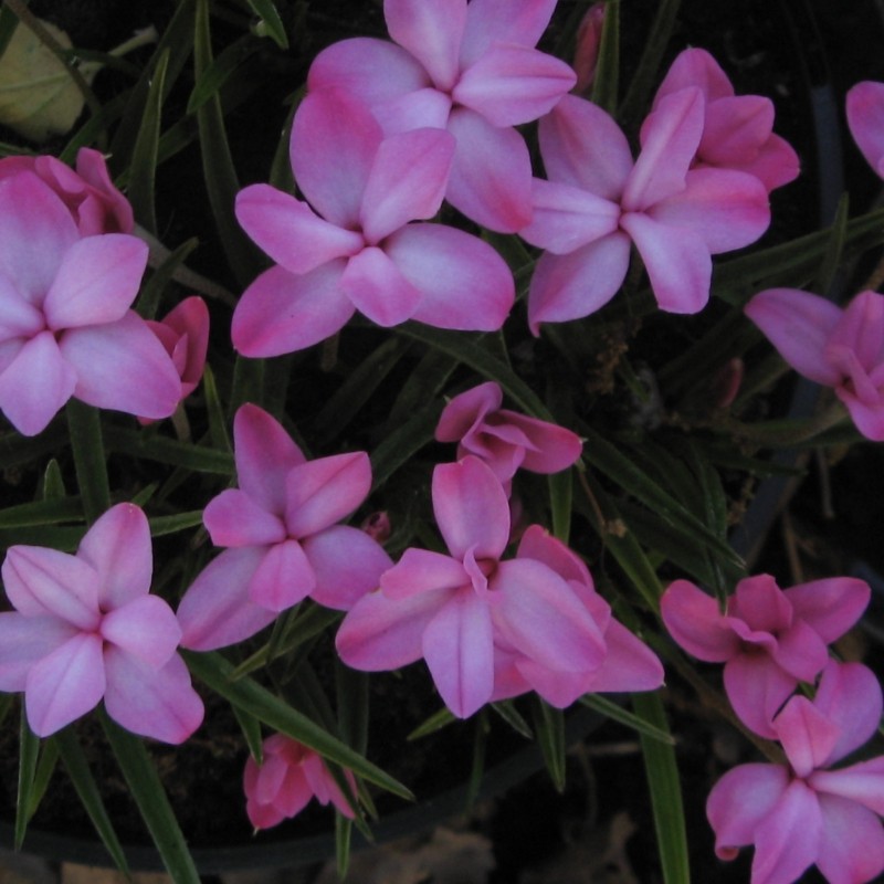 Rhodohypoxis baurii var. confecta