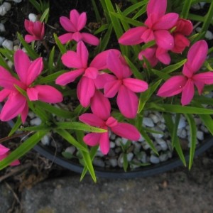 Rhodohypoxis millioides 'Damask'