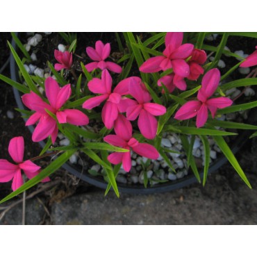 Rhodohypoxis millioides 'Damask'