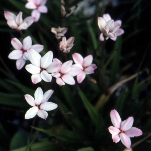 Rhodoxis 'Anne Crock'