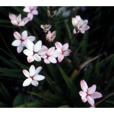 Rhodoxis 'Anne Crock'