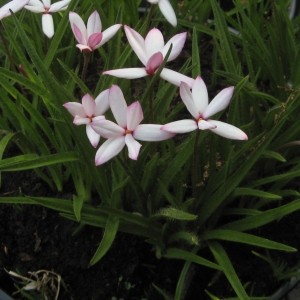 Rhodoxis 'Aurora'