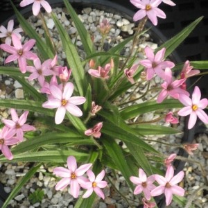 Rhodoxis 'Little Pink Pet'