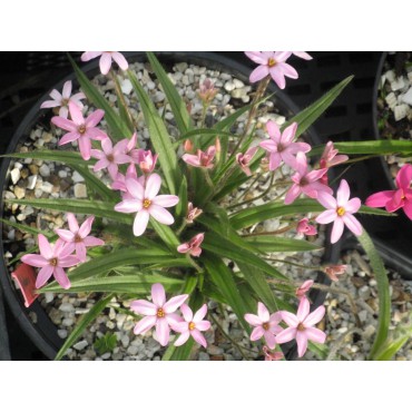 Rhodoxis 'Little Pink Pet'