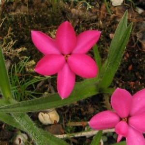 Rhodoxis 'Bloodstone'