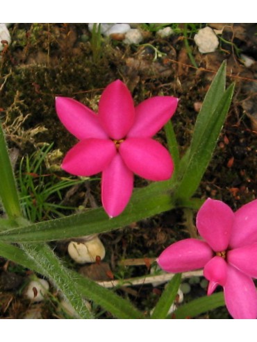 Rhodoxis 'Bloodstone'