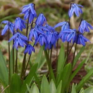 Scilla siberica -grootverbruik-