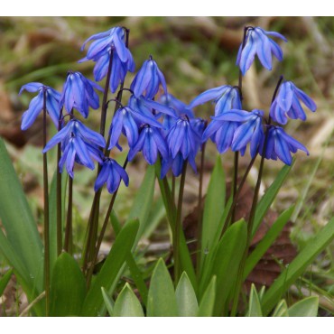 Scilla siberica -grootverbruik-