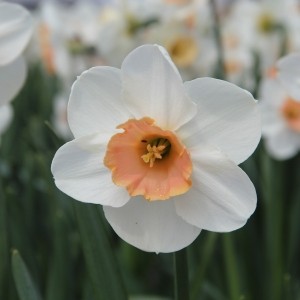 Narcissus 'Romance'