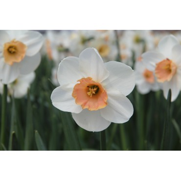 Narcissus 'Romance'