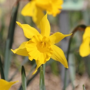 Narcissus hispanicus 'Maximus'