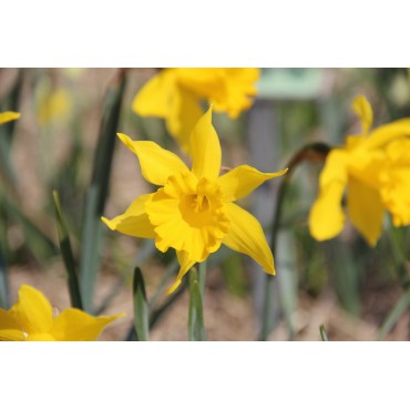 Narcissus hispanicus 'Maximus'