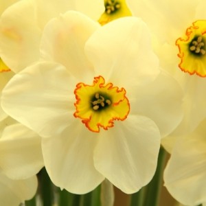 Narcissus 'Goose Green'